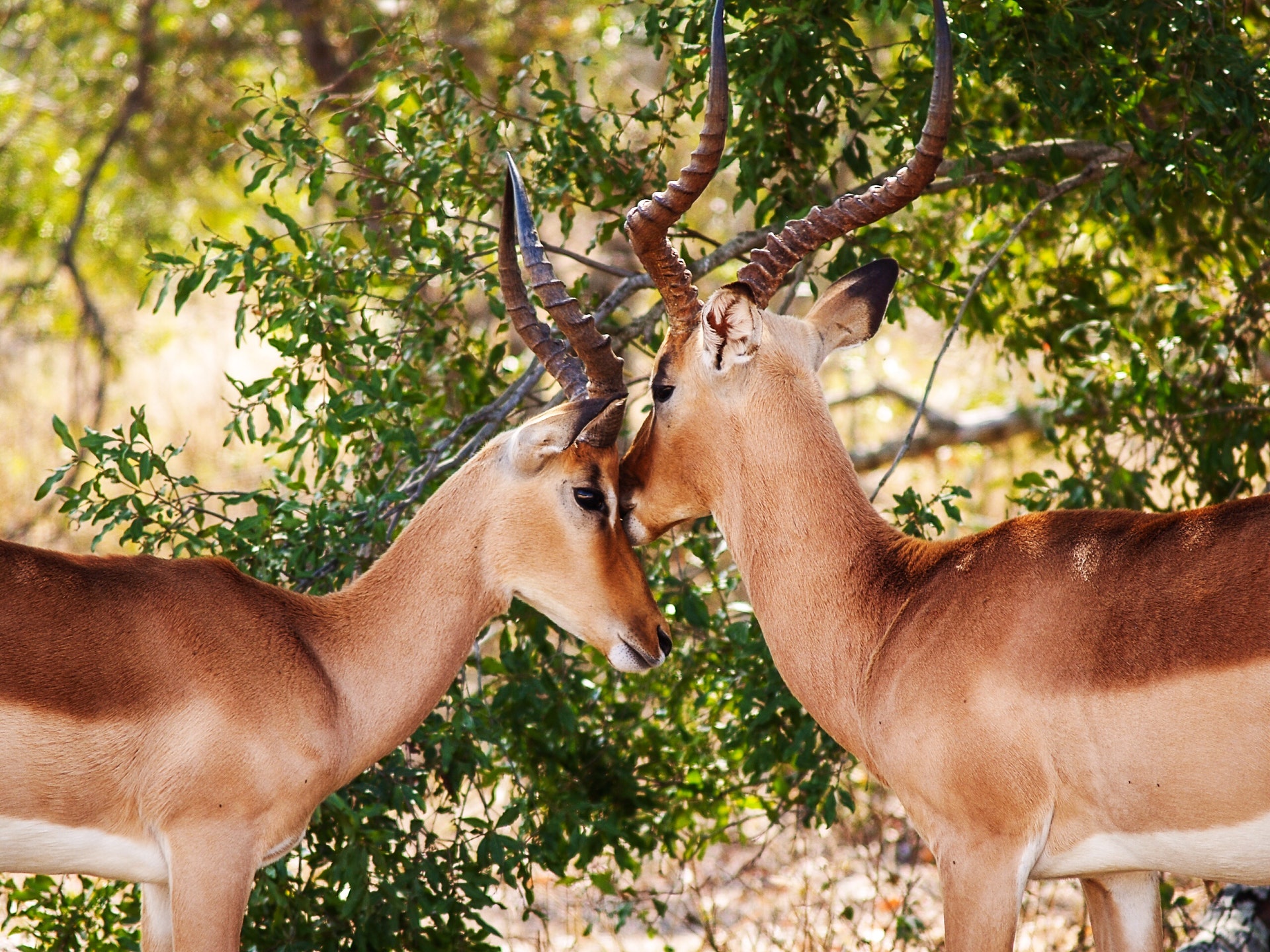 A Little Compassion – A Poem
